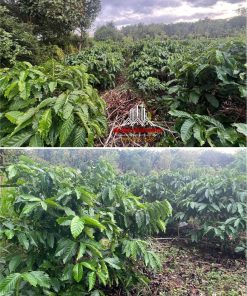 Bán 1 sào đất cà phê đang cho thu hoạch ở phường Thành Nhất Đắk Lắk